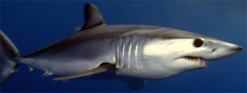 Shortfin_mako_shark.jpg