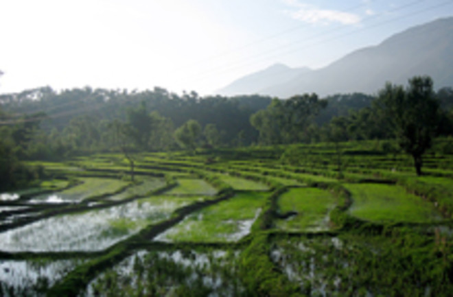 rice-paddies-india.jpg
