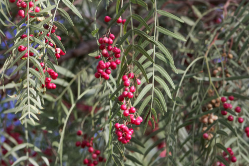 Peruvian Peppercorn - Shutterstock