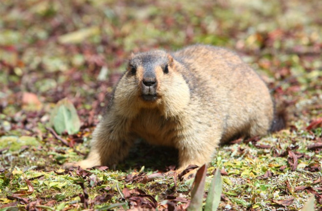 Himalayan-Marmot.jpg