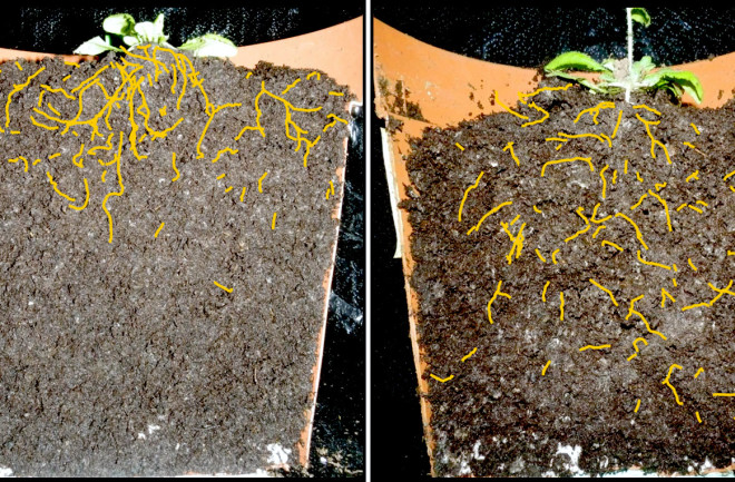 A regular thale cress plant (Arabidopsis) on the left, altered version on the right. Engineered crops with deep root systems could bury vast amounts of CO2 on farmland. (Credit: Salk Institute)