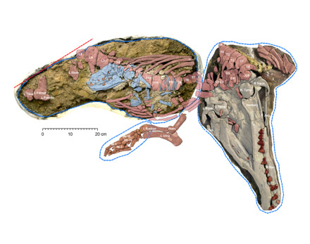 fetal-skeleton.jpg