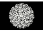 papillomavirus.jpg