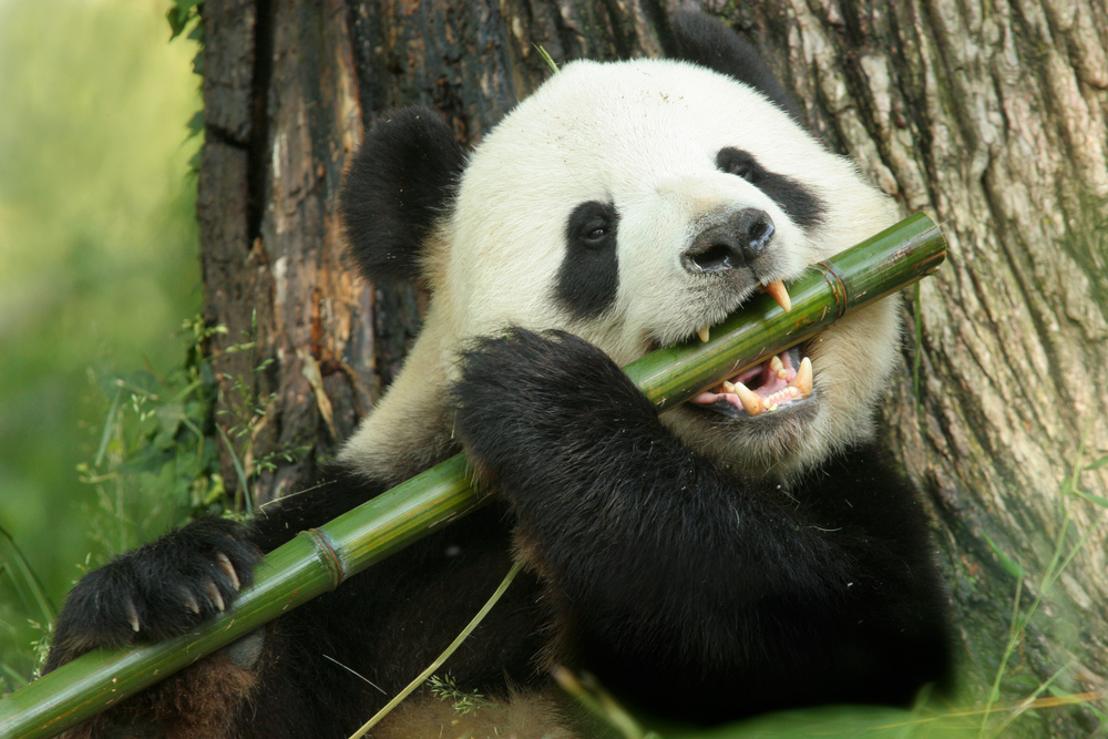 Pandas Technically Could Eat Meat, So Why Do They Eat So Much Bamboo?