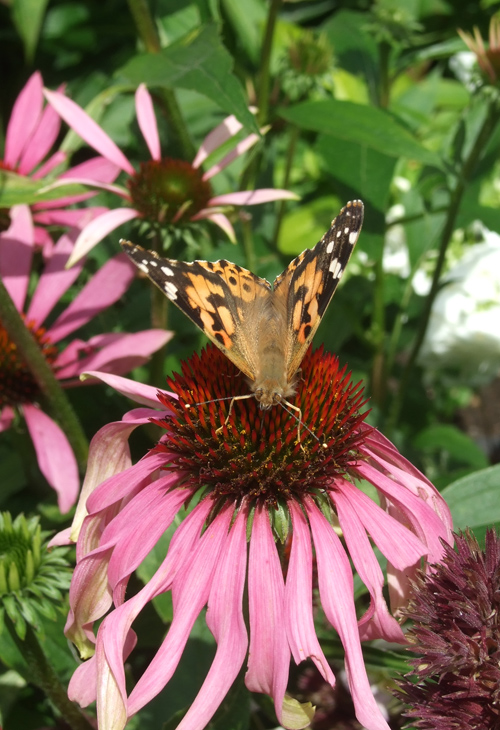 Painted_lady.jpg