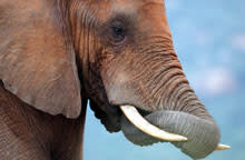 elephant-tusk.jpg