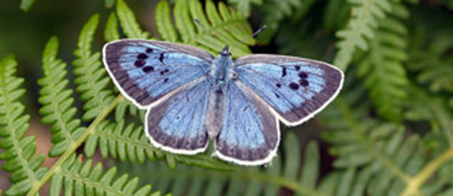 Large-blue-butterfly.jpg