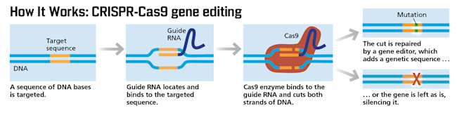How CRISPR works infographic