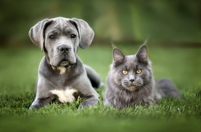 A cane corso puppy and maine coon kitten posing together on grass outdoors