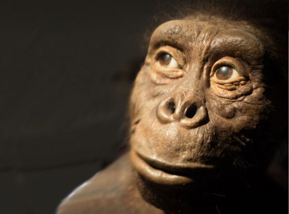 An artist’s depiction of Lucy, the world’s most famous Australopithecus africanus.