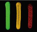 luciferase-image-150.thumbnail.jpg