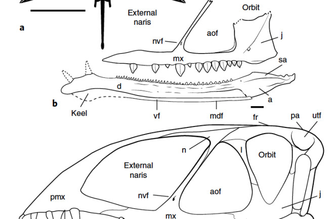 UtahPterosaur.png