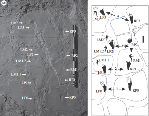 Pterosaur-tracks.jpg