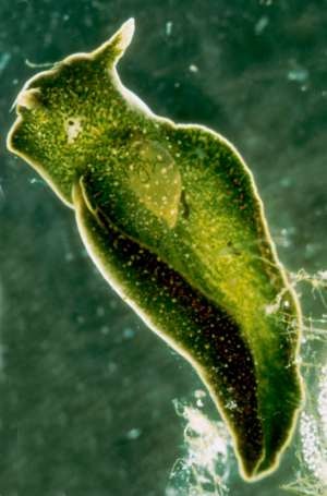 green-slug.jpg