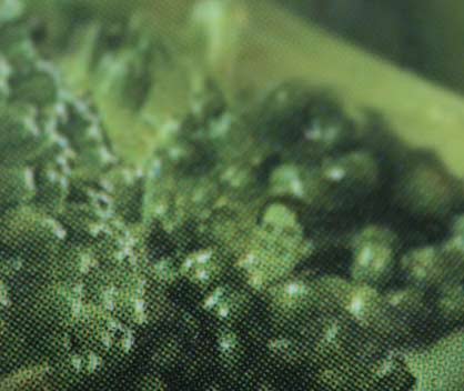 broccoli_face.jpg