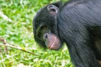 Bonobo.jpg