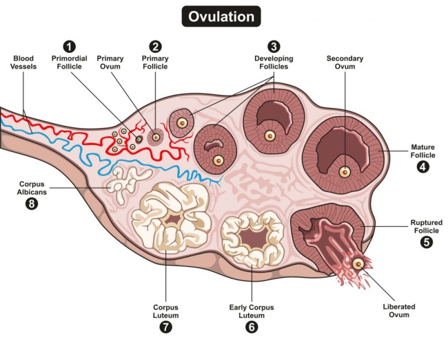 Ovulationsdiagram -