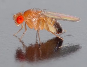 Drosophila_melanogaster_-_side_aka-300x232.jpg
