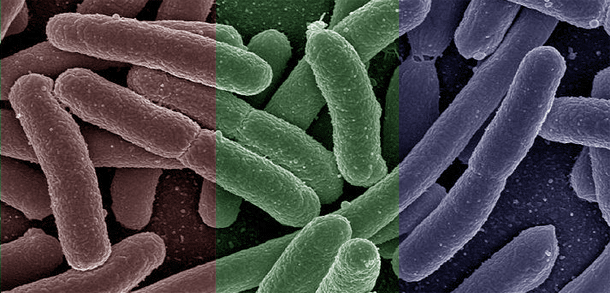 Microbiome.gif