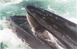 humpback250.jpg