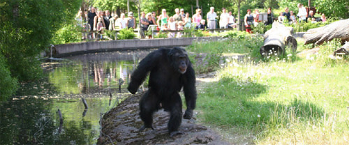 Santino_chimp.jpg