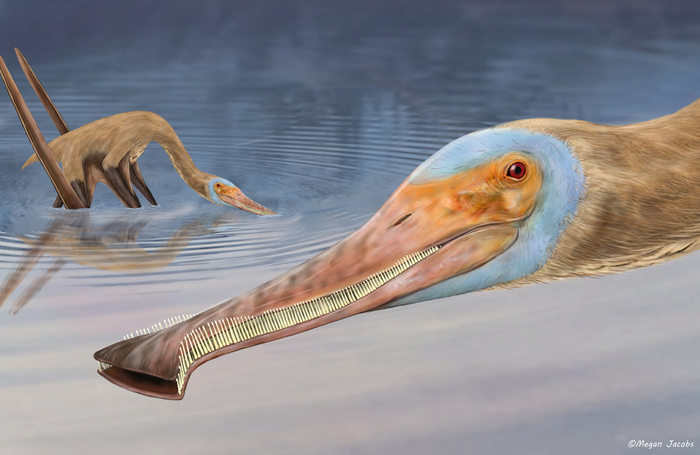 Ce ptérosaure avait au moins 480 dents crochues