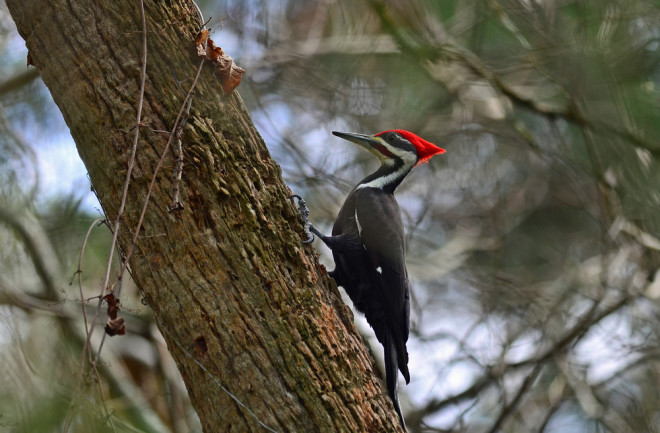 Woodpecker