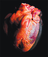 Heart.jpg
