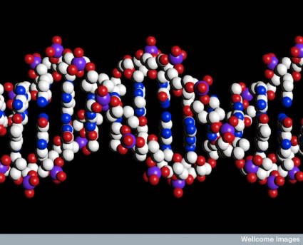DNA-425x344.jpg