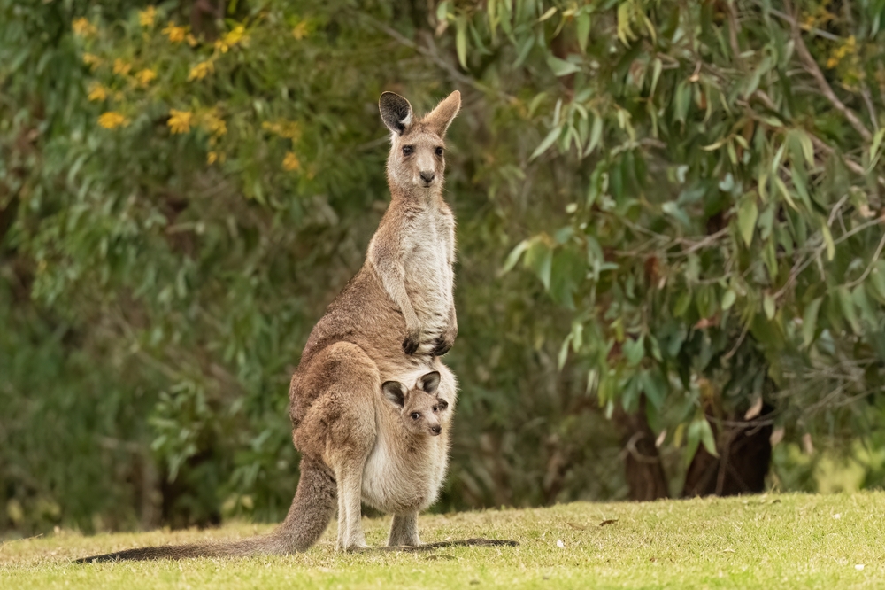 First Kangaroo Embryo Produced Using IVF Could Be Crucial for Conservation