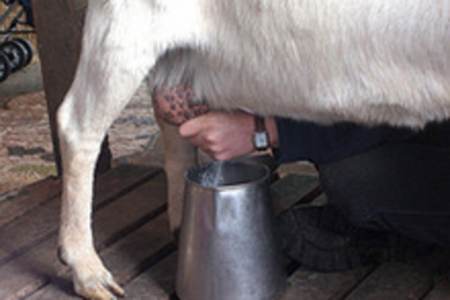 goat-milking.jpg