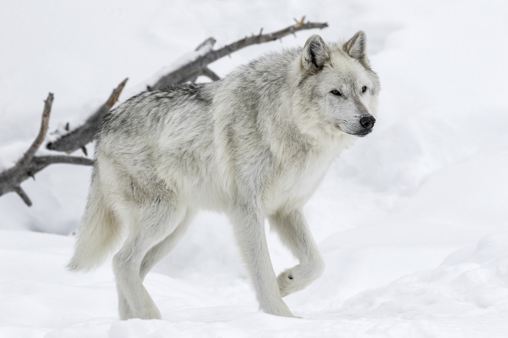 Wolves Keep the U.S. Ecosystem in Check | Discover Magazine