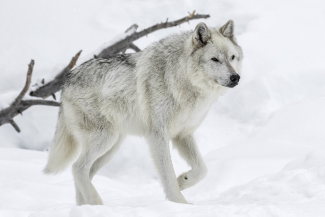 Gray wolf in Yellowstone