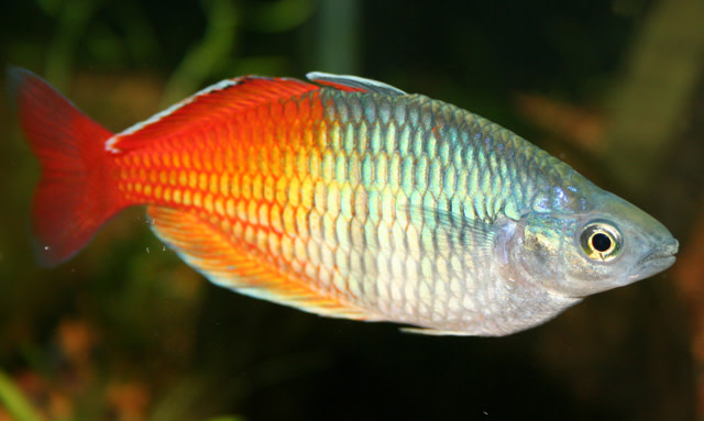 Rainbowfish - Roan Art
