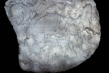 turtle-fossil.jpg