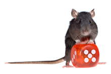 ratweb.gif