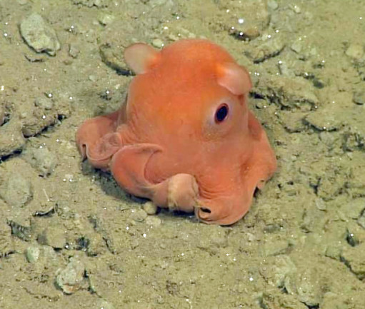 Tiny octopus