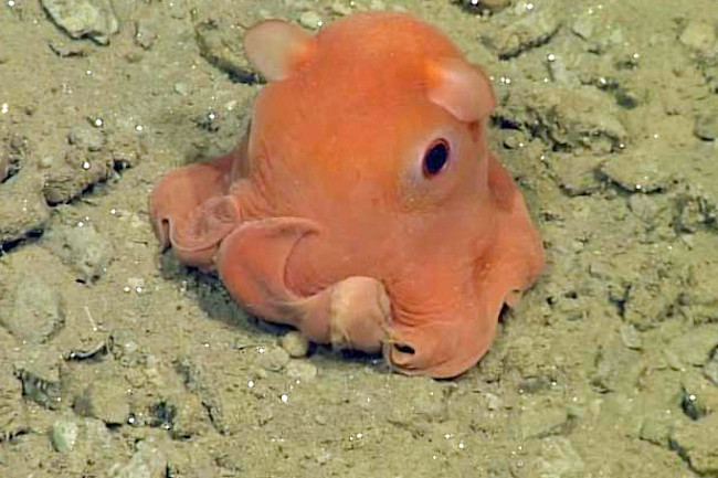 Tiny Octopus Is So Cute Scientists Might Name It 'Adorabilis' | Discover Magazine