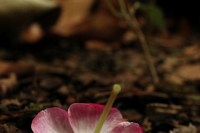 grave-flower.jpg