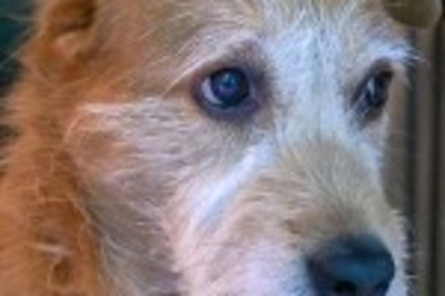MuttMix
