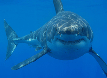 great-white-shark-web.gif