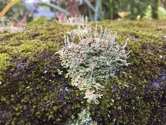 This moss survived millions of years. Warming is killing it - The