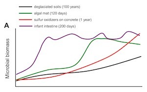 baby-ecosystem-biomass-graph300.jpg