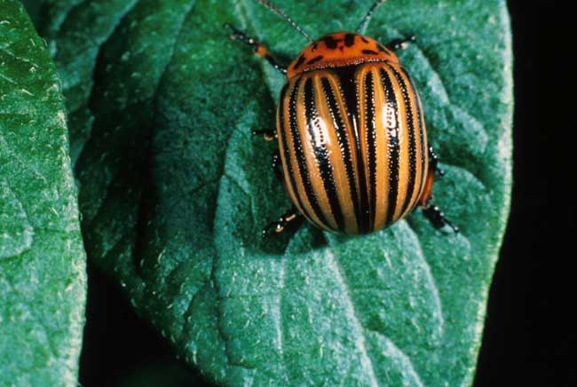 colorado-potato-beetles-1.jpg