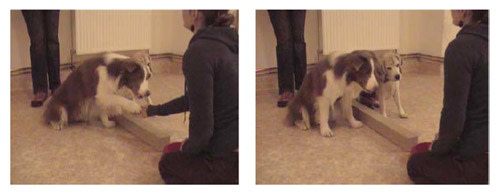 Dogsreward.jpg