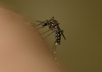 Aedes.jpg