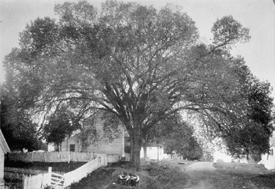 constitution-elm-disease.gif