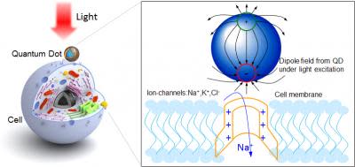 quantum-dot-neuron.jpg