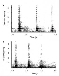 Acoustic frequency plots of rough-grunts given to bread (top) and apples (bottom) (credit: Slocombe and Zuberbuhler; Current Biology 2005, volume 15)