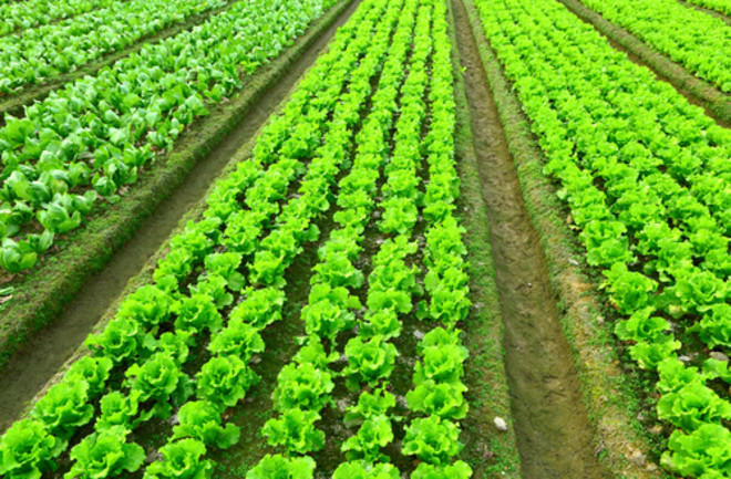 Lettuce Field - Shutterstock